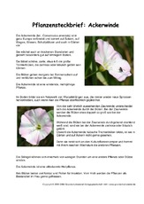 Pflanzensteckbrief-Ackerwinde.pdf